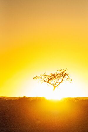 A lonely tree against a powerful setting sun in the desert of Namibia. Sesriem canyon at sunset.の写真素材