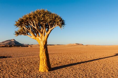 A single tree standing in the Desert in Cha-re, in the Khomas region of Namibia. The setting sun is casting long shadowsの写真素材