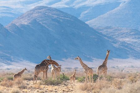 A group of Giraffes grazing in the desert of central Namibia. Hardap Region Namibia.の写真素材
