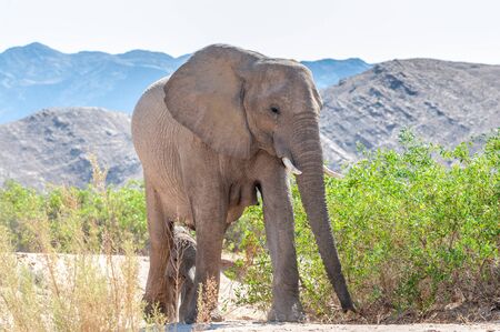 A desert Elephant -Loxodonta Africana- grazing along the banks of the Honaib River in Western Namibia.の写真素材