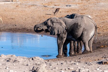 African Elephants drinking at a waterhole in Etosha National Park, Namibia.の写真素材