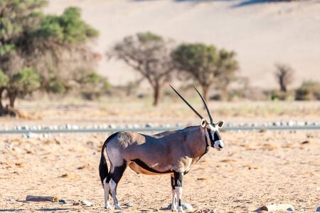 An Oryx - Oryx gazella- grazing in the Namibian desert near the Sesriem campsite.の写真素材