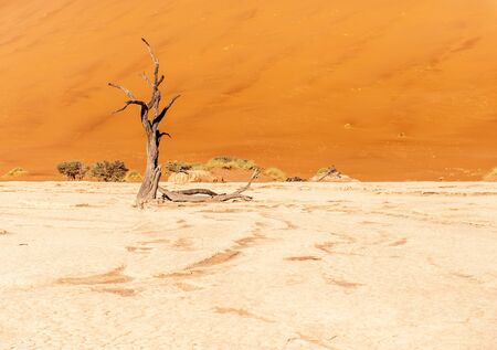 Dead Trees against against the red backdrop of the towering sand dunes of Namibias Deadvleiの写真素材