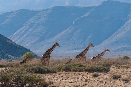 A group of Giraffes grazing in the desert of central Namibia. Hardap Region Namibia.の写真素材