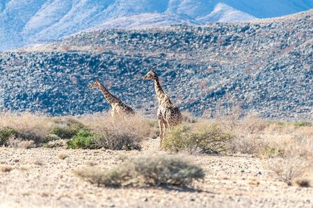 A group of Giraffes grazing in the desert of central Namibia. Hardap Region Namibia.の写真素材