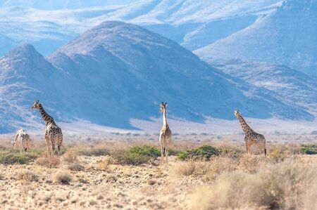 A group of Giraffes grazing in the desert of central Namibia. Hardap Region Namibia.の写真素材