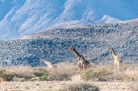 A group of Giraffes grazing in the desert of central Namibia. Hardap Region Namibia.の写真素材