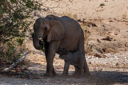 One adult Desert Elephant -Loxodonta Africana- with its calf feeding itself from the mother, browsing along the Honaib River in North-Western Namibia.の写真素材