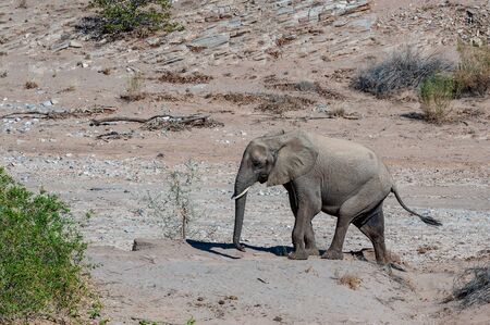 One adult Desert Elephant -Loxodonta Africana- browsing along the Honaib River in North-Western Namibia.の写真素材