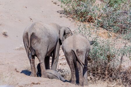 Two adult Desert Elephants -Loxodonta Africana- and one calf, browsing along the Honaib River in North-Western Namibia.の写真素材