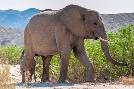 One adult Desert Elephant -Loxodonta Africana- with its calf, browsing along the Honaib River in North-Western Namibia.の写真素材