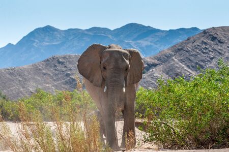 One adult Desert Elephant -Loxodonta Africana- with its calf, browsing along the Honaib River in North-Western Namibia.の写真素材