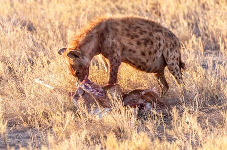 Closeup of a spotted hyena -Crocuta crocuta- carrying around, and eating from an Atelope, just before sunset. Etosha National Park, Namibia.の写真素材