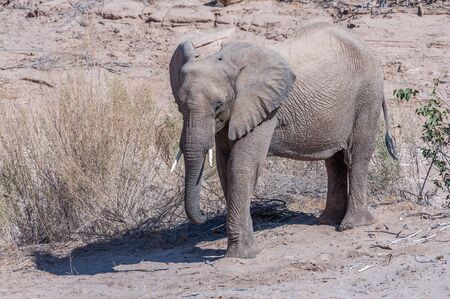 One adult Desert Elephant -Loxodonta Africana- browsing along the Honaib River in North-Western Namibia.の写真素材