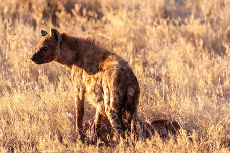 Closeup of a spotted hyena -Crocuta crocuta- carrying around, and eating from an Atelope, just before sunset. Etosha National Park, Namibia.の写真素材