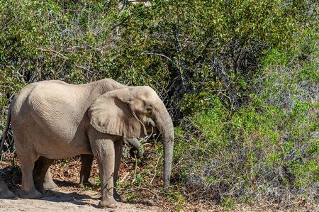 One adult Desert Elephant -Loxodonta Africana- browsing along the Honaib River in North-Western Namibia.の写真素材