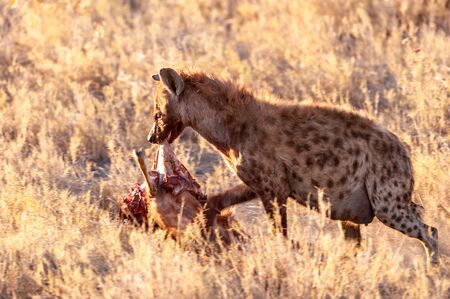 Closeup of a spotted hyena -Crocuta crocuta- carrying around, and eating from an Atelope, just before sunset. Etosha National Park, Namibia.の写真素材