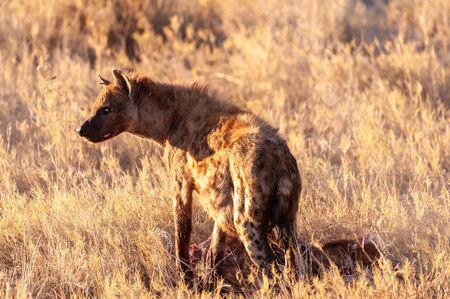 Closeup of a spotted hyena -Crocuta crocuta- carrying around, and eating from an Atelope, just before sunset. Etosha National Park, Namibia.の写真素材