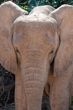 Portrait of an adult Desert Elephant -Loxodonta Africana- browsing along the Honaib River in North-Western Namibia.の写真素材