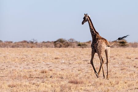 Closeup of a Galloping Giraffe on the plains of Etosha National Park, in Northern Namibia.の写真素材