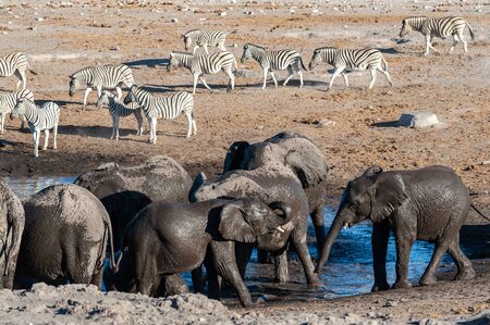 A herd of African Elephants -Loxodonta Africana- Drinking from, and bathing, in the Chudop Waterhole in Etosha National Park, Namibia.の写真素材