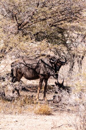 Close-up of a Blue Wildebeest, or Gnu - Connochaetes taurinus- seeking shelter from the midday sun under a tree in Etosha National Park, Northern Namibia.の写真素材
