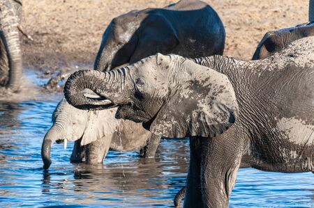 A herd of African Elephants -Loxodonta Africana- Drinking from, and bathing, in the Chudop Waterhole in Etosha National Park, Namibia.の写真素材