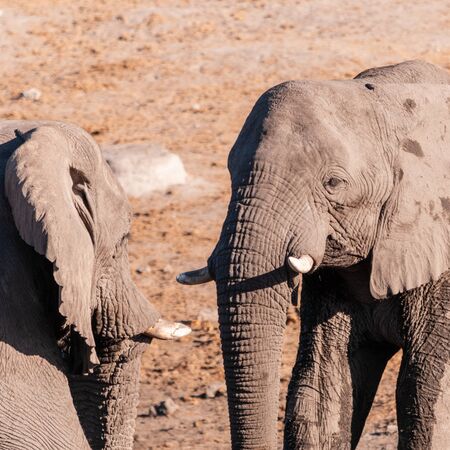 Two male African Elephants -Loxodonta Africana- challenging each other at the Chudop Waterhole in Etosha National Park, Namibia.の写真素材