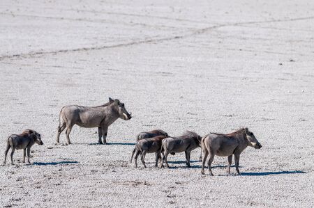 Closeup of a Common Warthog - Phacochoerus africanus- family walking on a saltpans of Etosha National Park.の写真素材