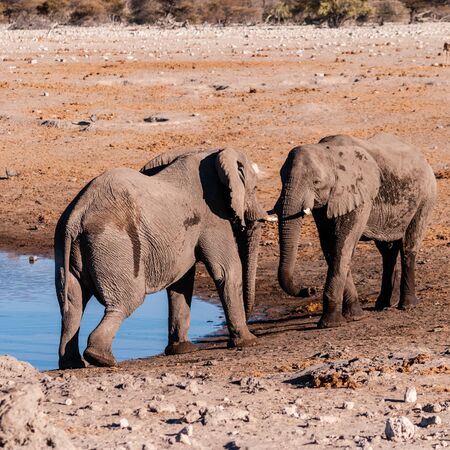 Two male African Elephants -Loxodonta Africana- challenging each other at the Chudop Waterhole in Etosha National Park, Namibia.の写真素材