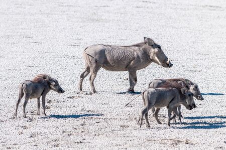 Closeup of a Common Warthog - Phacochoerus africanus- family walking on a saltpans of Etosha National Park.の写真素材