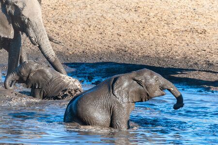 A young baby African Elephant -Loxodonta Africana- emerging from the Chudop Waterhole in Etosha National Park, Namibia, after having taken a bathの写真素材
