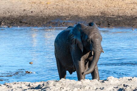 A young baby African Elephant -Loxodonta Africana- emerging from the Chudop Waterhole in Etosha National Park, Namibia, after having taken a bathの写真素材