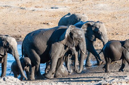 A herd of African Elephants -Loxodonta Africana- Drinking from, and bathing, in the Chudop Waterhole in Etosha National Park, Namibia.の写真素材