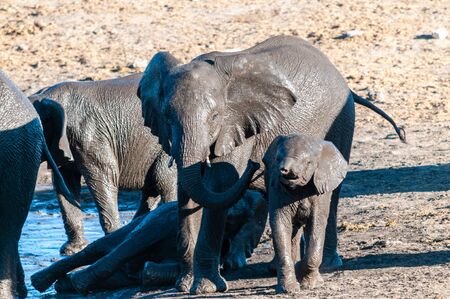 A herd of African Elephants -Loxodonta Africana- Drinking from, and bathing, in the Chudop Waterhole in Etosha National Park, Namibia.の写真素材