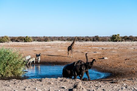 Two African elephants -loxodonta Africana- bathing in a waterhole in Etosha National Park, in Namibia. The scene also features a group of zebras and a Giraffe.の写真素材