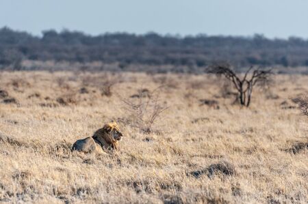 Impression of a Male Lion -Panthera leo- resting on the plains of Etosha national park, Namibia. Catching the early morning sunの写真素材