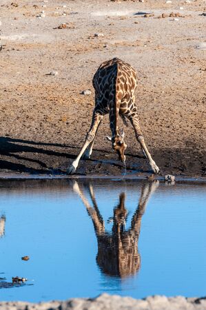 An Angolan, or Namibian, Giraffe - Giraffa camelopardalis angolensis- being reflected in a waterhole in Etosha national park, while drinking.の写真素材