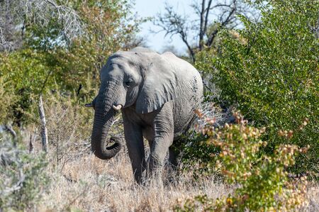 One African Elephant -Loxodonda Africana- emerging from the bushes in Etosha National Park, Northern Namibia.の写真素材