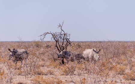 Part of a white Rhinoceros - Ceratotherium simum- family standing next to a tree on the plains of Etosha National Park, Namibia.の写真素材