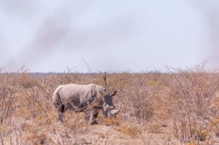 One white Rhinoceros - Ceratotherium simum- on the plains of Etosha National Park, Namibia.の写真素材