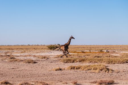 A galloping Giraffe - Giraffa Camelopardalis- on the plains of Etosha National Park, Namibia.