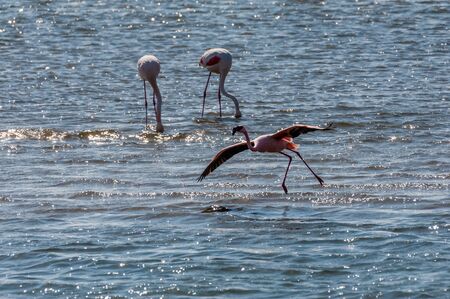 A flamengo -Phoenicopteridae- landing in water at Walvis Bay, Namibia.の写真素材