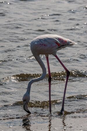 A flamengo -Phoenicopteridae- feeding in the ocean at Walvis Bay, Namibia.の写真素材