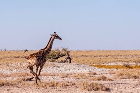 A galloping Giraffe - Giraffa Camelopardalis- on the plains of Etosha National Park, Namibia.の写真素材