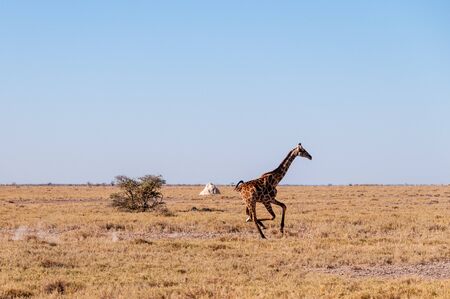 A galloping Giraffe - Giraffa Camelopardalis- on the plains of Etosha National Park, Namibia.の写真素材