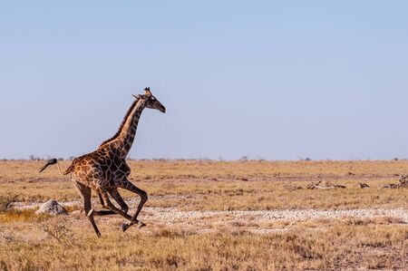 A galloping Giraffe - Giraffa Camelopardalis- on the plains of Etosha National Park, Namibia.の写真素材