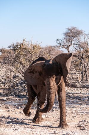 A young baby african Elephant -Loxodonta Africana- walking past after having taken a bath in a waterhole.の写真素材