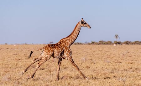 A galloping Giraffe - Giraffa Camelopardalis- on the plains of Etosha National Park, Namibia.の写真素材