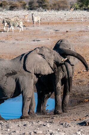 Two male African Elephants -Loxodonta Africana- challenging each other near a waterhole in Etosha National Park, Namibiaの写真素材